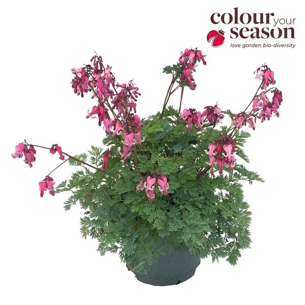 <h4>Dicentra 'Amore Pink'</h4>
