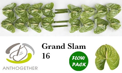 <h4>ANTH A GRAND SLAM 16 Flow Pack</h4>