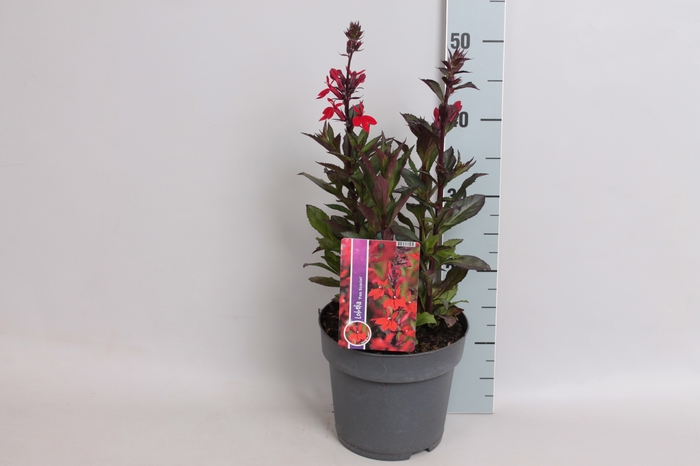 vaste planten 19 cm  Lobelia speciosa F1 Fan Scarlet Bronze 