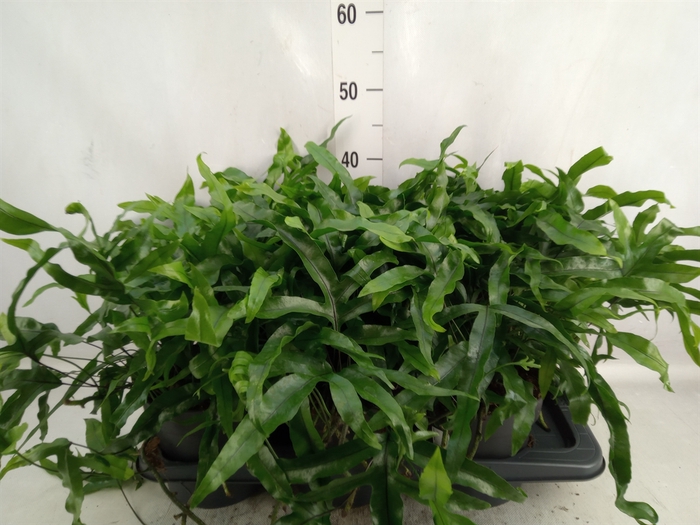 Microsorum Diversifolium