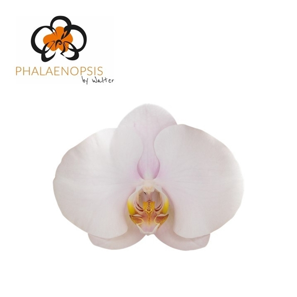 <h4>Phalaenopsis alpha (per stem)</h4>