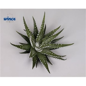 Haworthia big band cutflower wincx-8cm