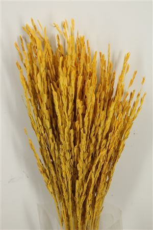 <h4>Dried Rice Oryza Yellow Bunch</h4>
