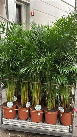 <h4>Dypsis Lutescens 25pp</h4>