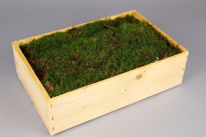 Moss flat wooden box