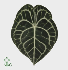 Leaf anthurium clarinervium
