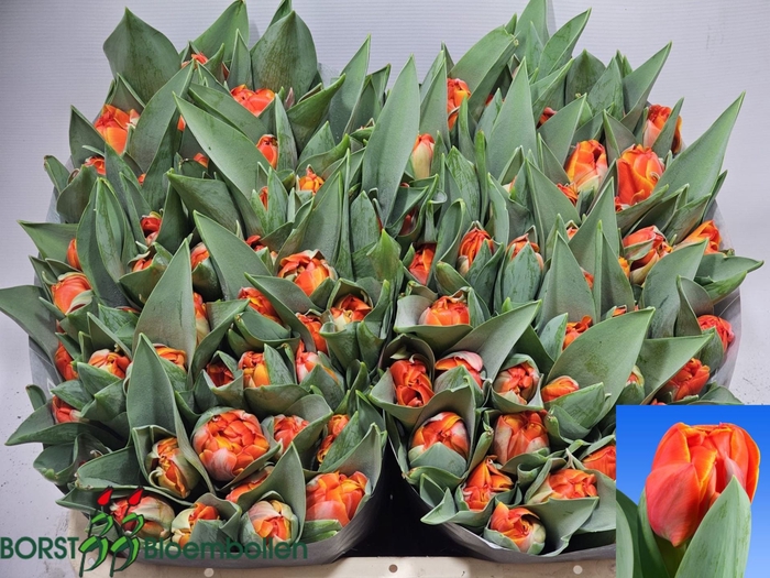 <h4>Tulipa dubb. (Double Late Grp) Quee</h4>
