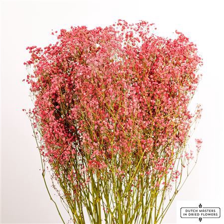 <h4>Dried Gyps Red Extra Bunch</h4>