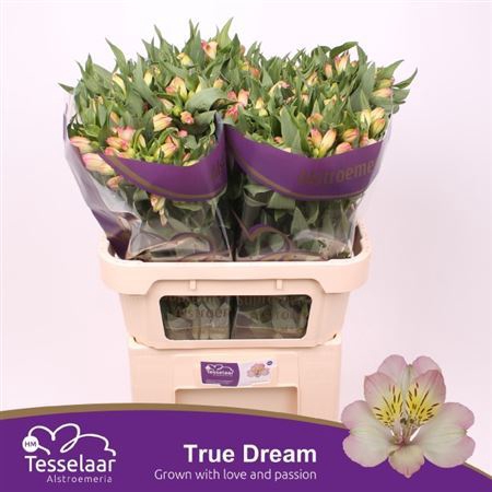 <h4>Alstroemeria True Dream Premium</h4>