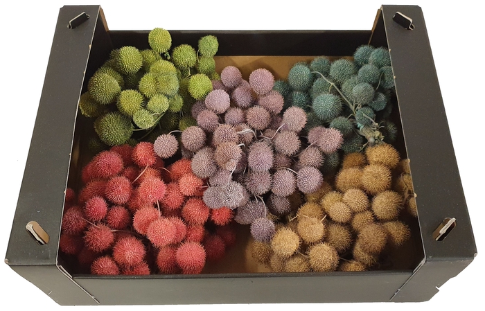 Small ball per bunch in poly mixed colours frosted