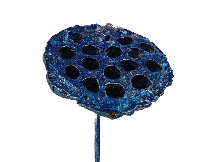 Lotus 5-7cm on stem Metallic Blue