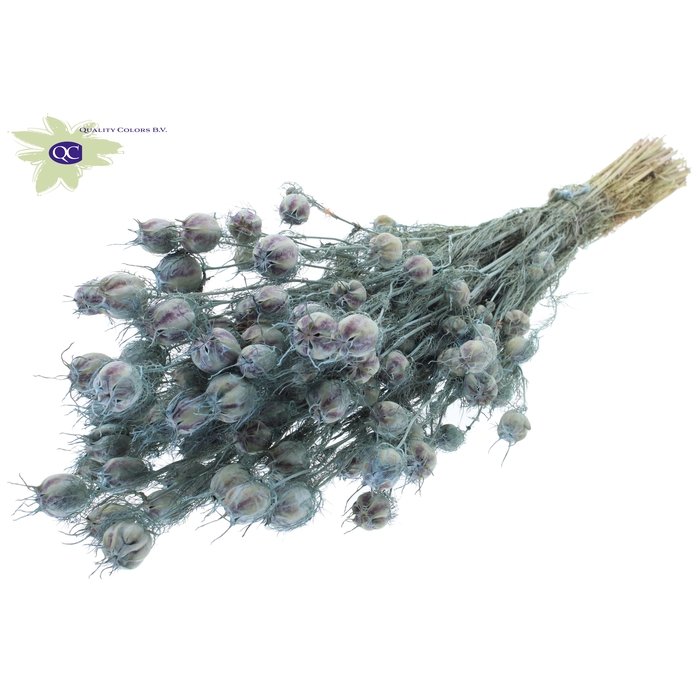<h4>Nigella per bunch Frosted Light Blue</h4>