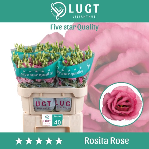 <h4>Eust Rosita Rose 998</h4>