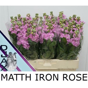 Matth Iron Rose