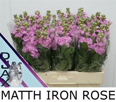 Matth Iron Rose