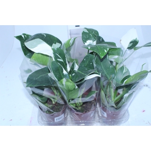 PHILODENDRON WHITE WIZARD P12