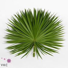 Leaf palm per bunch