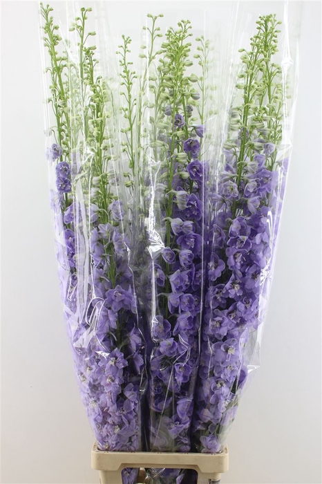 <h4>Delph.lavender</h4>