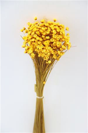 <h4>Dried Glixia Yellow Bunch</h4>