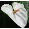 Anthurium White Large