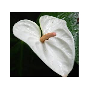 Anthurium White XL