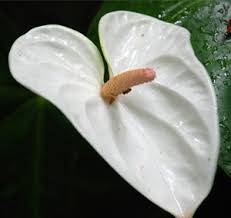 Anthurium White Large
