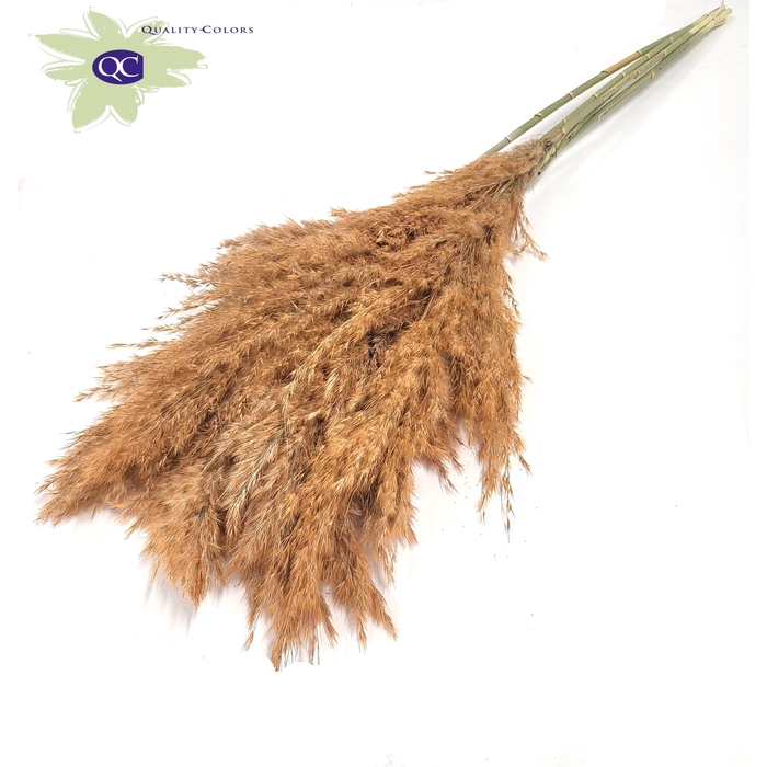 <h4>Pampas Grass 100cm 5stems per bunch Frosted Salmon</h4>