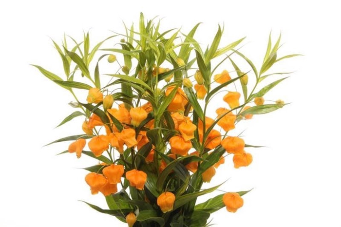 <h4>Sandersonia Orange</h4>