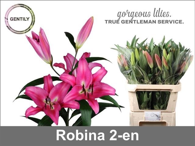<h4>Lilium or robina</h4>