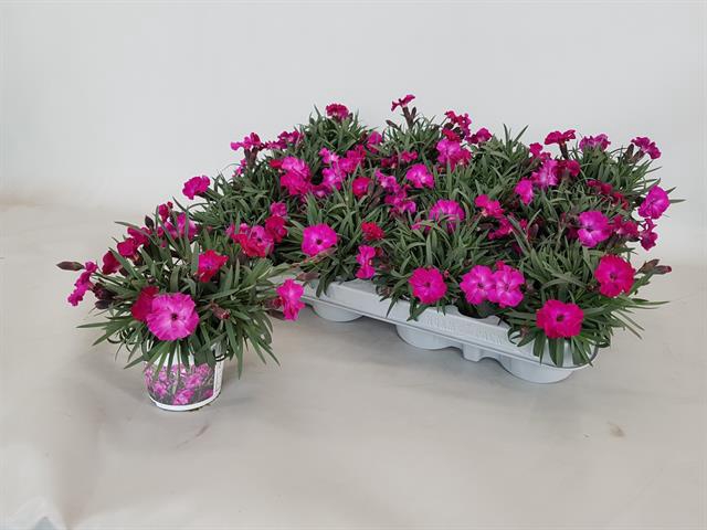 <h4>DIANTHUS MINI ANJER SCULLY P7</h4>