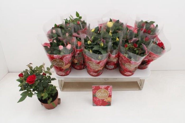 <h4>Rosa Favourite Roses gemengd 5 soor</h4>