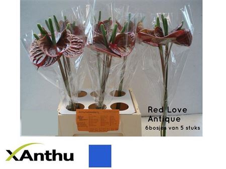 ANTH A RED LOVE