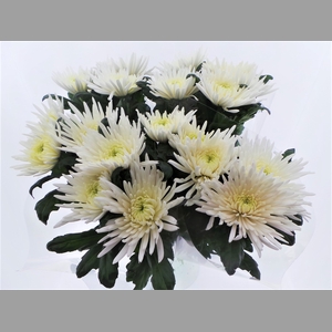 Bouquet mono Anastasia x5 60cm