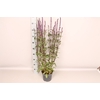 vaste planten 19 cm  Salvia nem Caradonna
