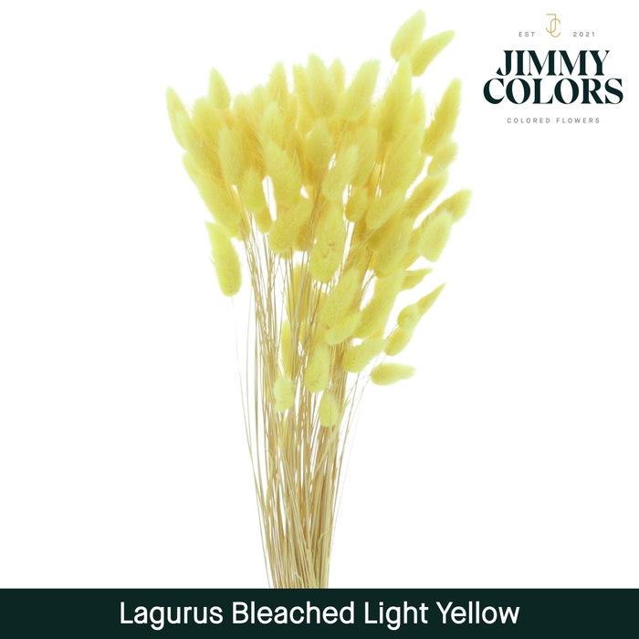 <h4>Lagurus bleached Light yellow</h4>