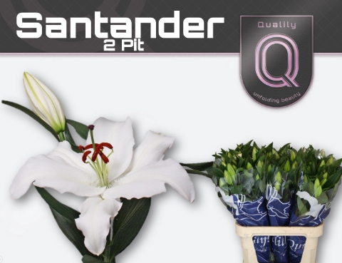 <h4>Lilium or santander</h4>