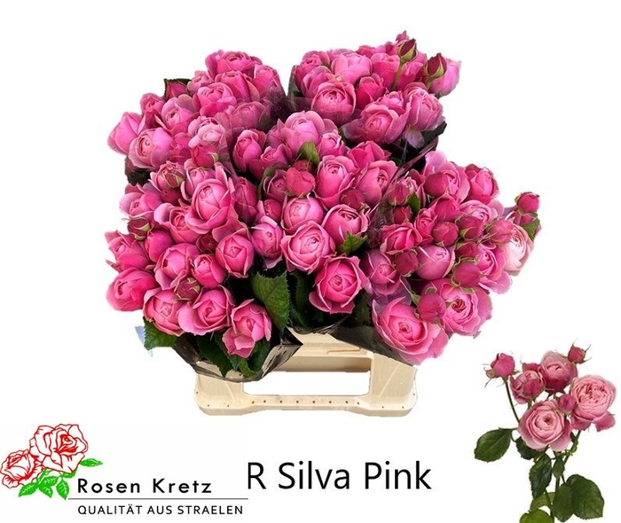 <h4>Rs tr Silva Pink+</h4>