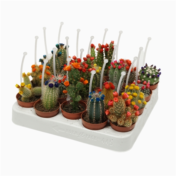 <h4>Cactus mix strobloem 5,5 cm met picker</h4>