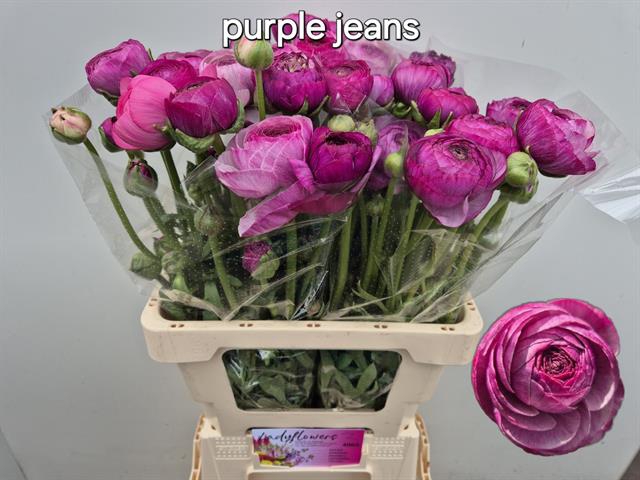 <h4>Ranunculus amandine purple jean</h4>