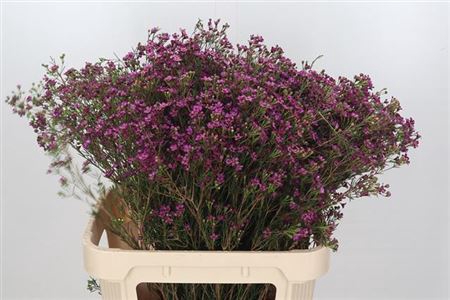 <h4>Chame Early Purple 80cm</h4>