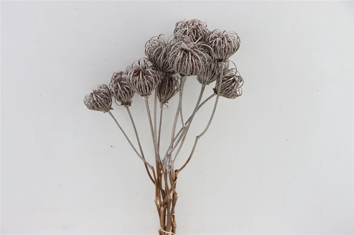 Dried Ammi Majus Platina Bunch Slv