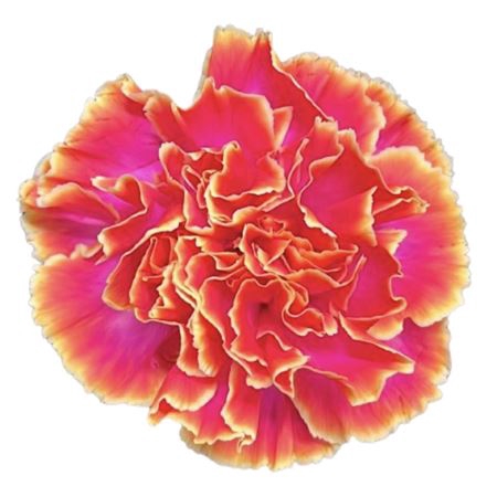 <h4>Dianthus st paint molly fireball</h4>