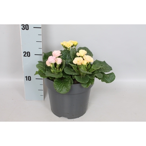 vaste planten 19 cm  Primula vulgaris Bellarose