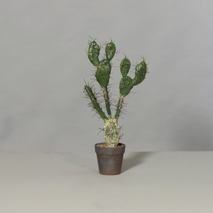 <h4>cactus 58 cm in plastic pot</h4>