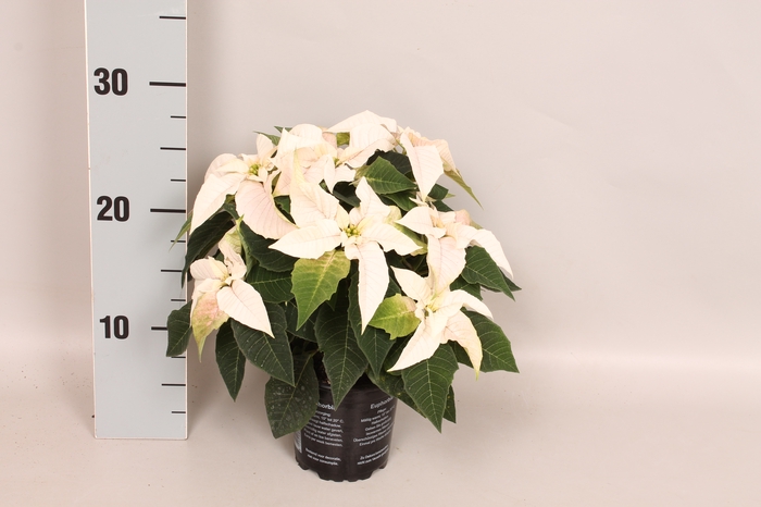 Poinsettia 10,5 cm Princettia Pearl White