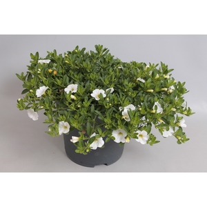 Perkplanten 19 cm Calibrachoa Callie White
