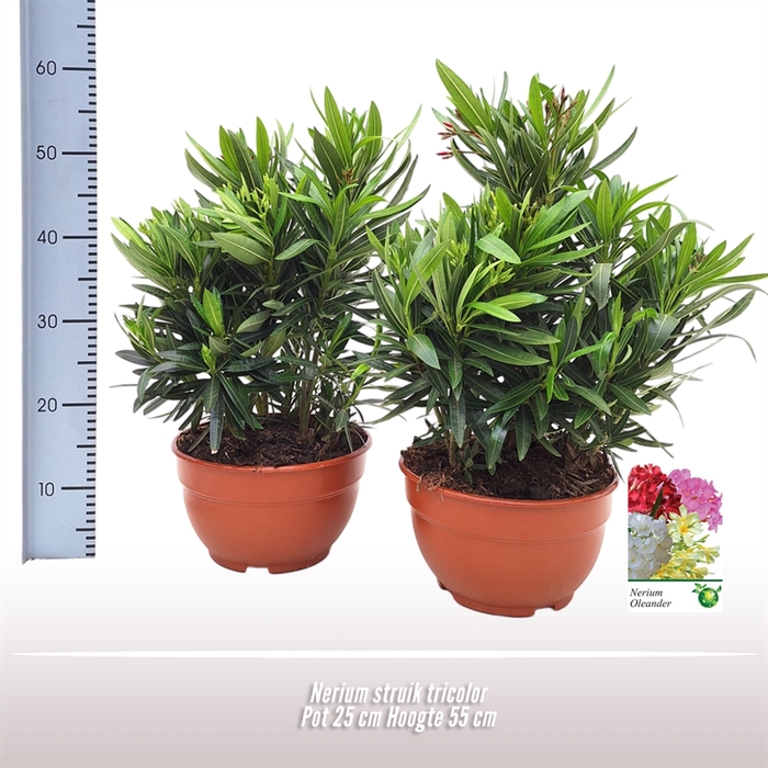 <h4>Nerium oleander struik tricolor sch</h4>