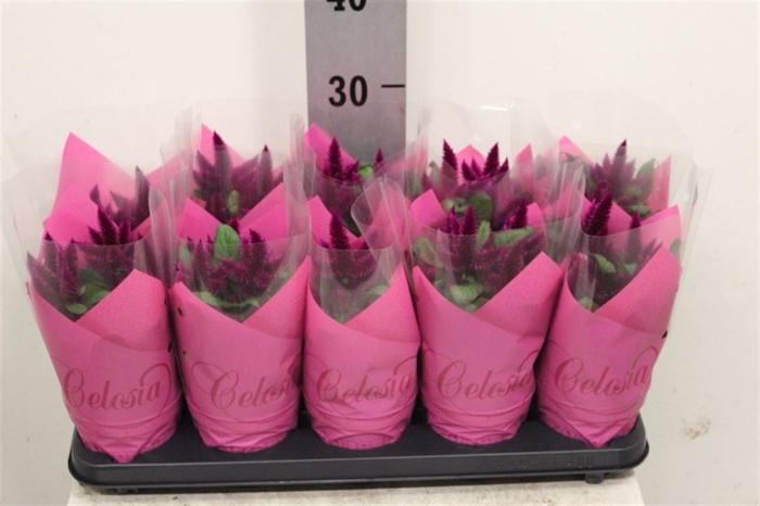 <h4>Celosia Merida Purple</h4>