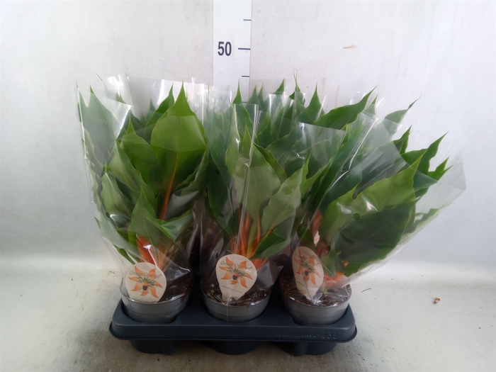 <h4>Chlorophytum orchi. 'Green Orange'</h4>