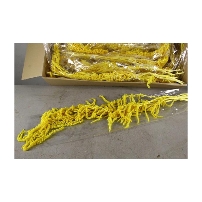 <h4>Pf Amaranthus Hang Yellow Bs</h4>